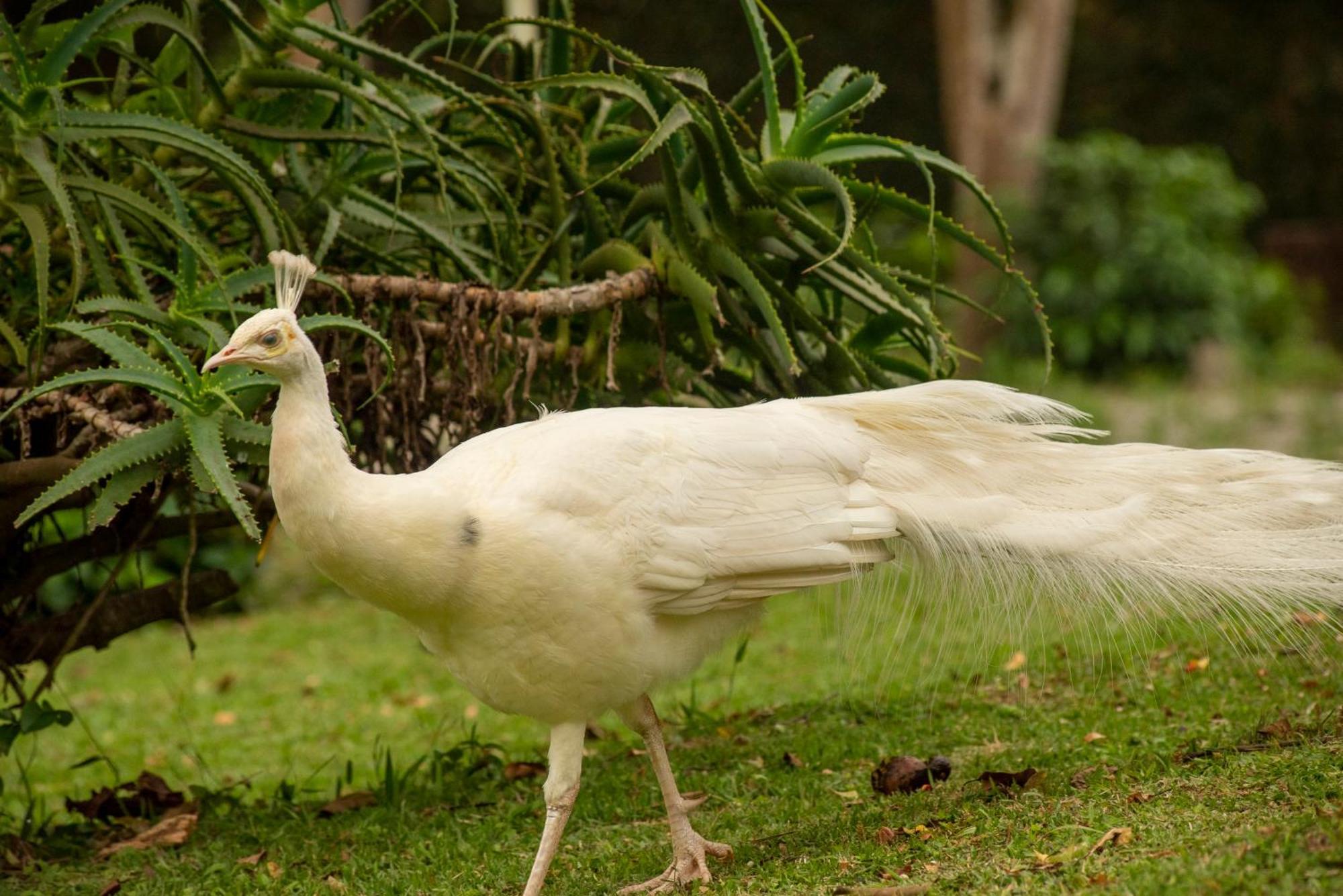 Pousada Chacara Rio Jordao Florianópolis المظهر الخارجي الصورة